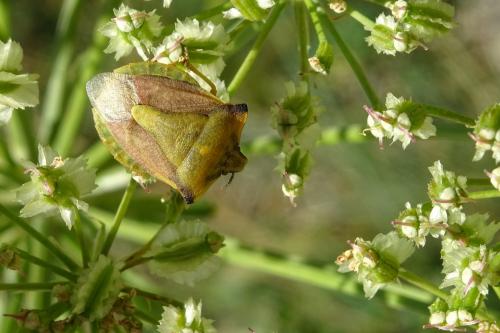 Réf. 214 572 : Carpocoris fuscispinus
